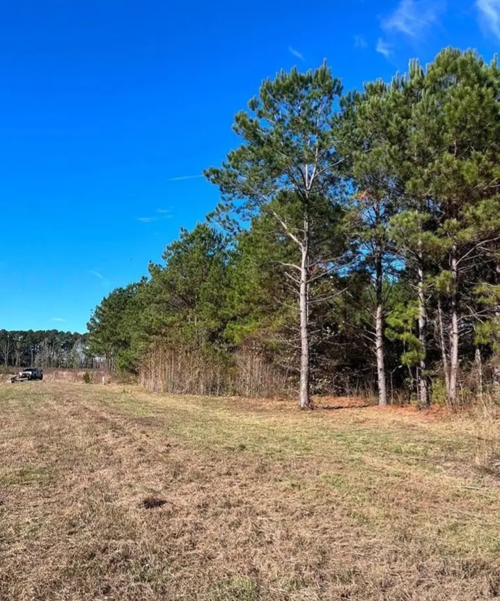 3 acres Land with beautiful trees for sale in San Augustine, TX - Land in San Augustine County - Image 4 of 7