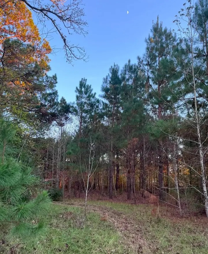 3 acres Land with beautiful trees for sale in San Augustine, TX - Land in San Augustine County - Image 5 of 7