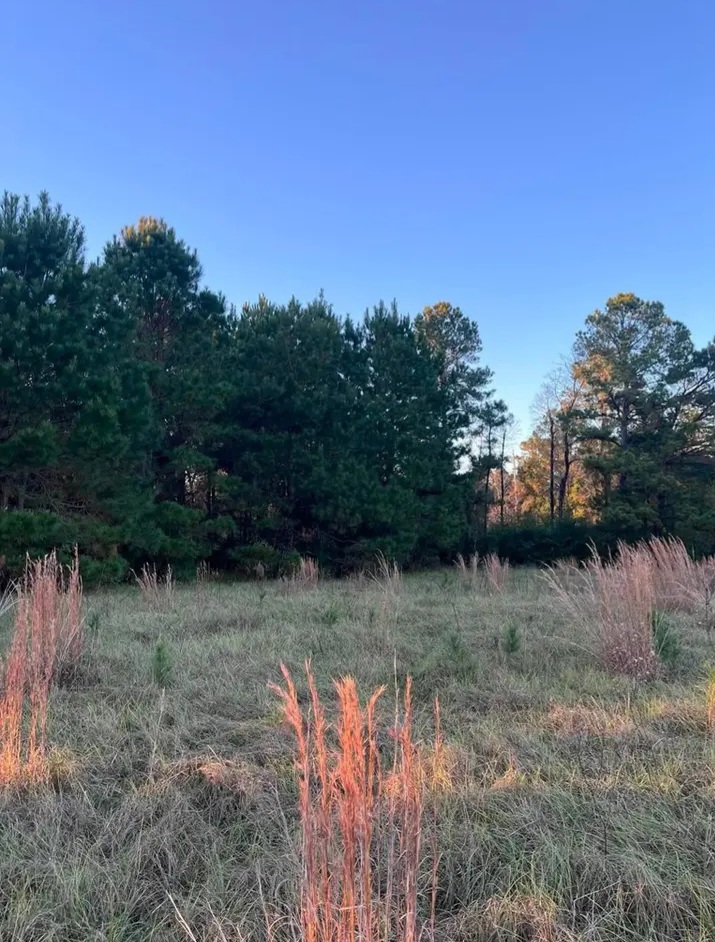 3 acres Land with beautiful trees for sale in San Augustine, TX - Land in San Augustine County - Image 6 of 7