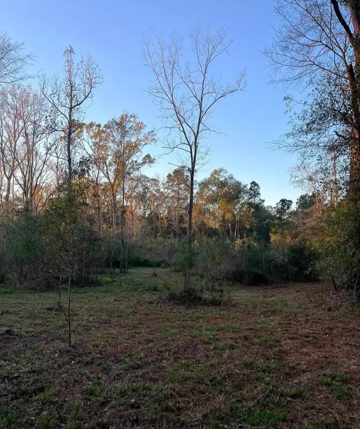 3 acres Land with beautiful trees for sale in San Augustine, TX - Land in San Augustine County - Image 7 of 7